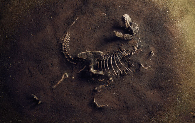 骨头恐龙化石（霸王龙）被考古学家发现遗址发现死亡