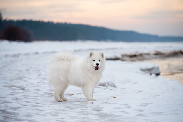 户外萨莫耶德白色的狗是在雪索尔克拉斯蒂海滩在拉脱维亚白色萨摩耶动物