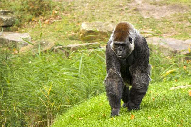 大猩猩柏林动物园里的大猩猩 在草地上野生动物关于动物的毛皮表达自然
