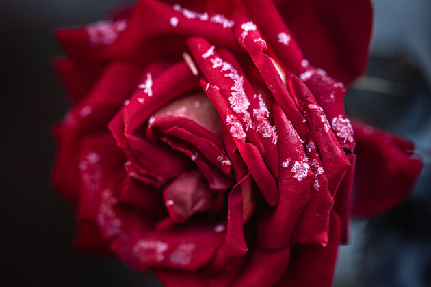 水晶在一个寒冷的清晨 红玫瑰上结满了霜玫瑰霜冻盛开