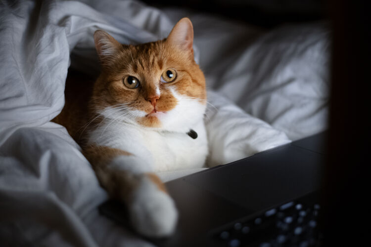 猫家里黑暗的房间里 红白猫躺在床上 手提电脑的画像毯子宠物斑猫