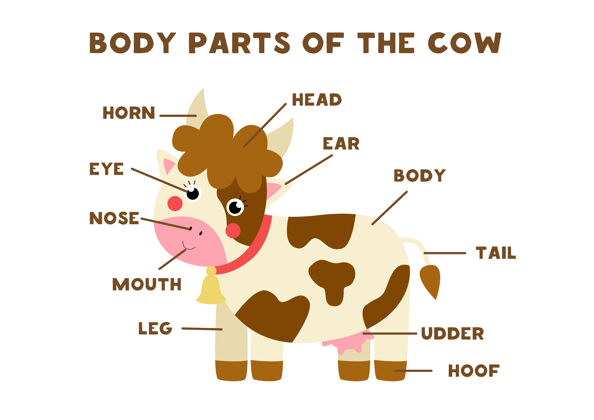 零件可爱卡通农场的身体部位奶牛 动物英语解剖学孩子们学习话家庭解剖学农场