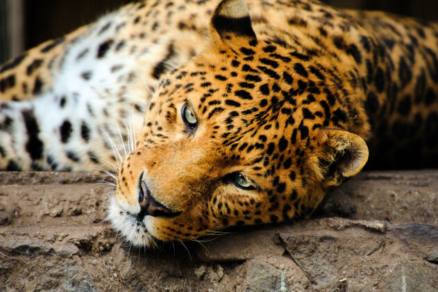 野生动物豹子的肖像和强烈的眼睛非洲国家食肉动物
