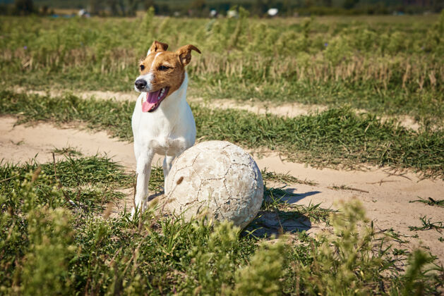 罗素夏天快乐的狗在田里玩球戴杰克拉塞尔猎犬在户外玩耍玩具动物舌头