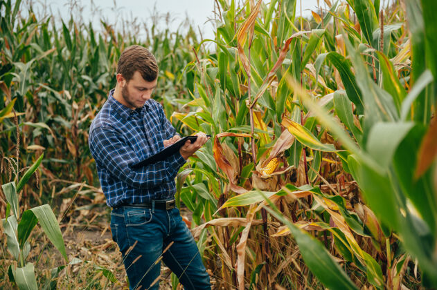 农村英俊的农学家在玉米地里手持平板触摸屏电脑 在收割前检查庄稼农业农艺师实验