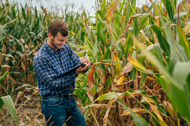 农业英俊的农学家在玉米地里手持平板触摸屏电脑 在收割前检查庄稼小麦生长田地