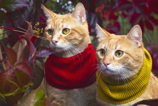毛茸茸的两只一模一样的双胞胎红色猫咪戴着围巾 在阳光的照耀下以红色为背景树叶户外还有外面围巾狗美丽