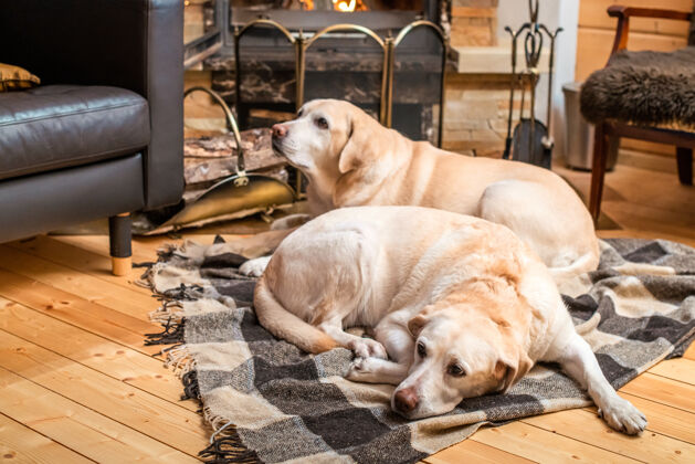 毯子两条金色的拉布拉多猎犬躺在一个乡村小屋壁炉前的毯子上奶油拉布拉多拉布拉多猎犬