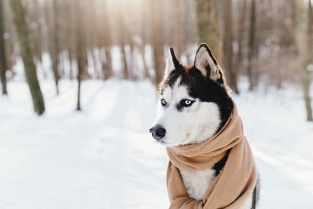 公园哈士奇裹着围巾在雪林里西伯利亚看西伯利亚哈士奇
