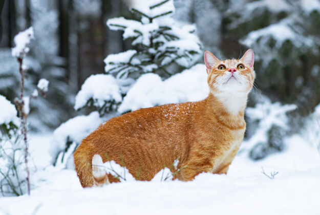 风景姜猫在雪地里 走在冬天的雪地里森林悲伤宠物在街上毛茸茸的猫有趣