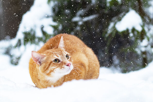 风景雪地里的姜猫 冬天在森林里散步一只悲伤的宠物坐在外面的圣诞树上宠物自然美丽