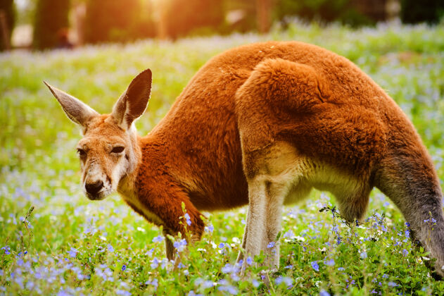 站红袋鼠站在绿草上哺乳动物澳大利亚耶稣诞生