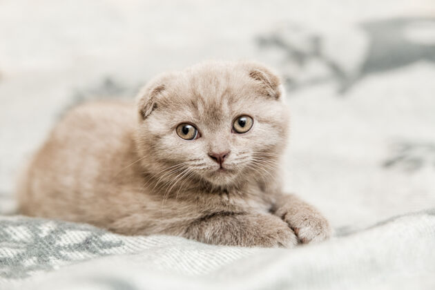 品种可爱的小灰小猫苏格兰的躺在灰色的床上爪子哺乳动物英国