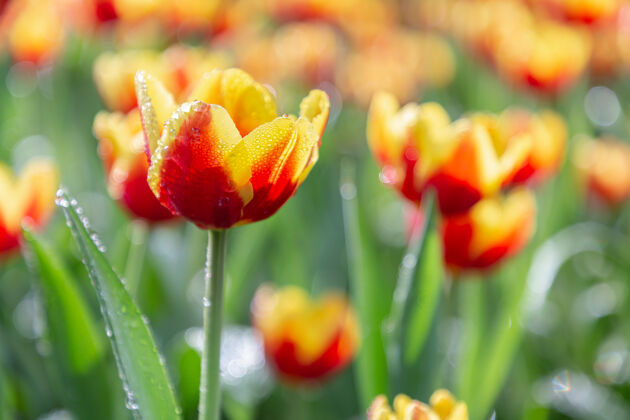 开花在一个多风的春天里 鲜艳的郁金香开花公园郁金香