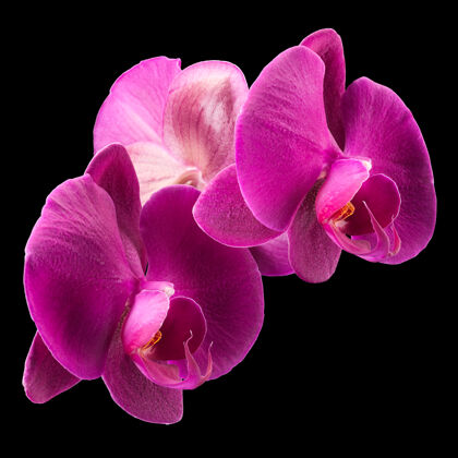 开花紫罗兰科蝴蝶兰或飞蛾兰的分支异国情调兰花叶