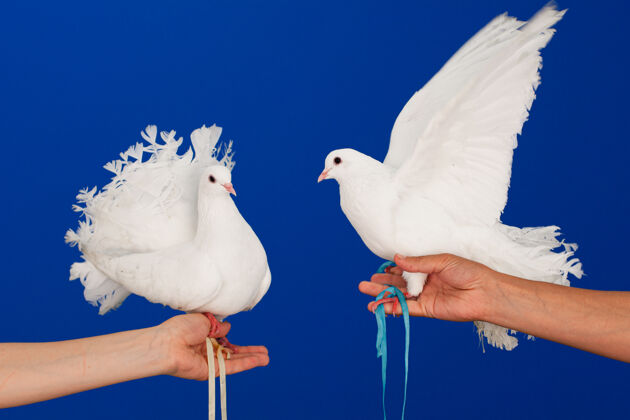 喙一对白鸽坐在它们的手上翅膀宠物自由