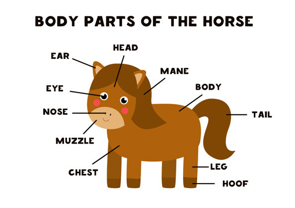 游戏可爱卡通的身体部位马动物英语解剖学孩子们学习话幼儿园头部牲畜