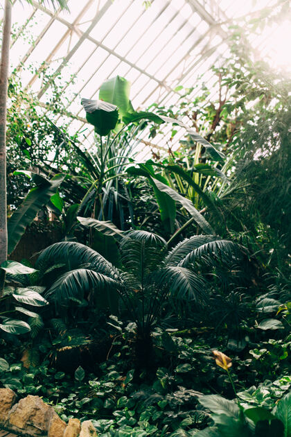 温室热带温室植物.香蕉树 怪物 棕榈树阳光高高质量的照片绿化花卉怪兽