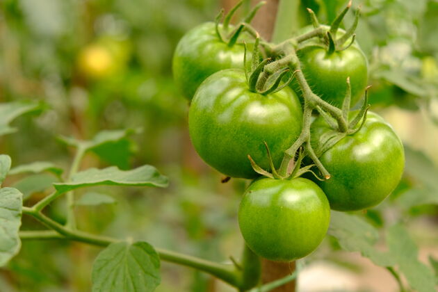 生长青青未熟的西红柿 夏天的蔬菜收拢了幼嫩叶子有机