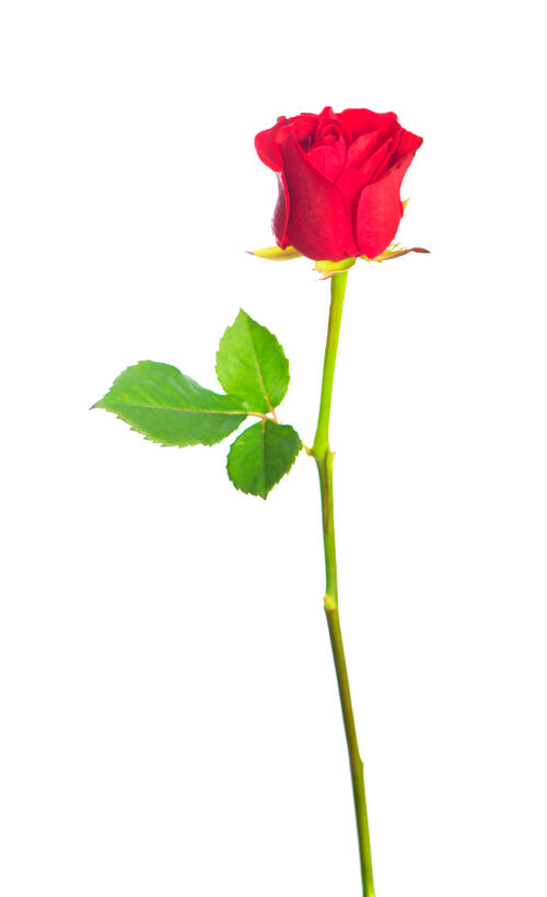 浪漫白色背景上孤立的红玫瑰优雅叶子激情