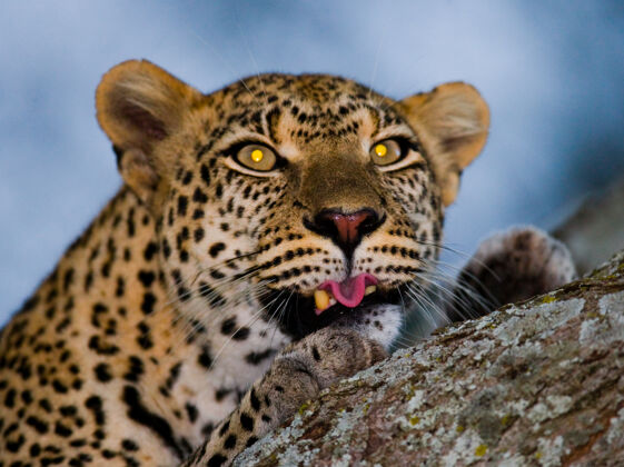 大自然的肖像豹子关了-up.national公司肯尼亚坦桑尼亚公园马赛先生塞伦盖蒂.!自然 非洲 狩猎 豹子 猎人 大草原 野生动物 捕食者 国家公园 哺乳动物 大猫 野生自然 塞伦盖蒂 照片之旅 斑点猫