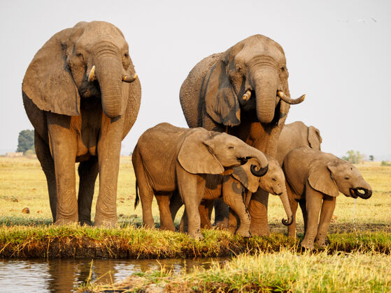 大象非洲的一群大象在塔兰吉尔国家公园的草地上行走动物条纹塞伦盖蒂