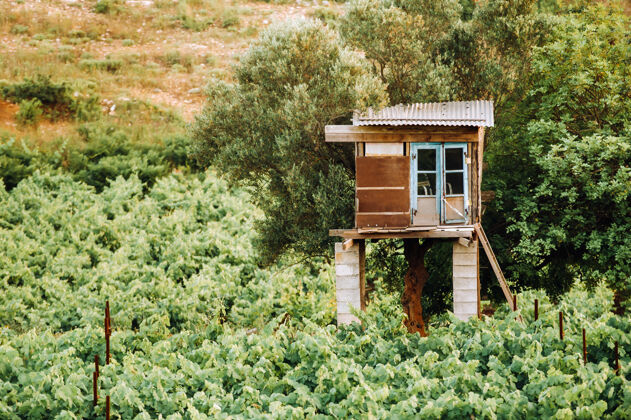 植物学葡萄园是一个葡萄园和一个警卫室耕作庭院葡萄树