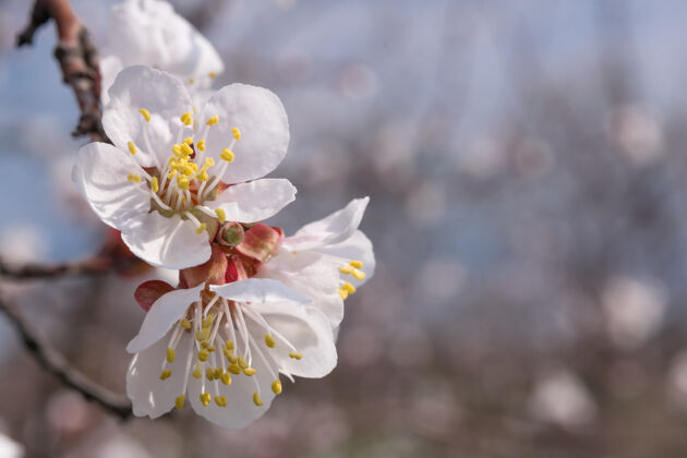 情人节柔软的花朵背景杏子春日枝头开花 选择性聚焦爱节日软