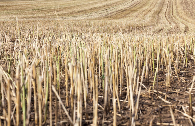 季节麦粒收割后的金色稻草天空乡村大麦