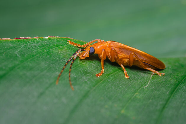 虫子一个甲虫在树叶上的彩色场景眼睛宏观摄影环境