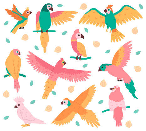 旅游热带鹦鹉丛林五颜六色的鸟 可爱的凤头鹦鹉 雅科和虎皮鹦鹉热带动物学岛屿
