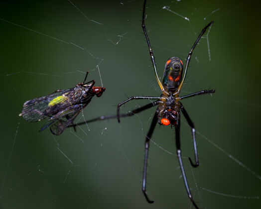 山蜘蛛用蜘蛛网捕捉猎物微型野生动物植物