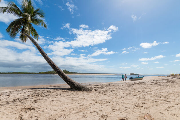 海滩景观巴西巴伊亚岛上的热带海滩 有倾斜的椰子树沙滩自然阳光