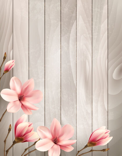 花蕾大自然春天的背景上有美丽的木兰枝木牌阳光环境植物