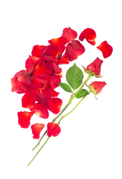 花红色的玫瑰花瓣隔离在白色的背景上玫瑰周年纪念天
