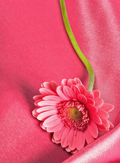 自然粉红色背景上有鲜艳的非洲菊花拍摄花瓣欲望