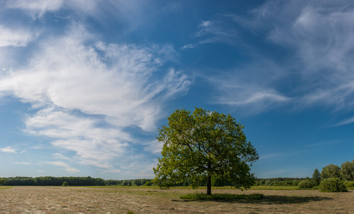 树夏日的风景 修剪过的草地上有一棵孤独的橡树 蓝天白云 阳光明媚牧场云花