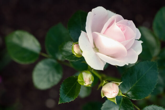 夏天娇嫩的粉红玫瑰和3个闭合的花蕾颜色灌木植物
