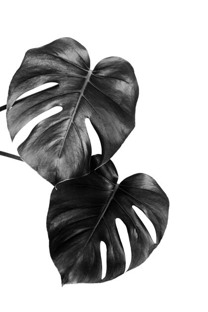 怪兽一个热带怪兽的叶子一种隔离在白墙上的植物 黑白相间生长室内植物室内
