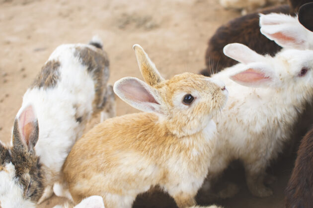 家庭棕兔（荷兰矮人）坐着休息 选择性地集中注意力在眼睛上宠物哺乳动物婴儿