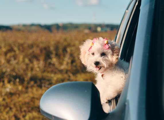 可爱一只快乐的法国卷毛狗迷你小狗用发夹看着车窗外的舌头小狗朋友悬挂