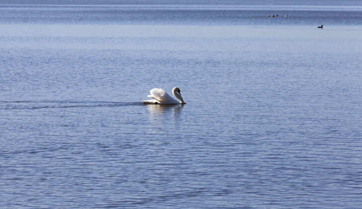 优雅春天的天鹅在湖边翅膀心池塘