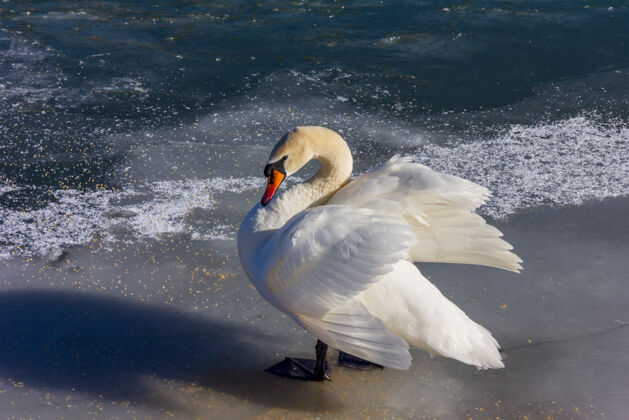 鸟一个冬天的早晨 一只白天鹅展翅站在结冰的河面上冰冻雪大