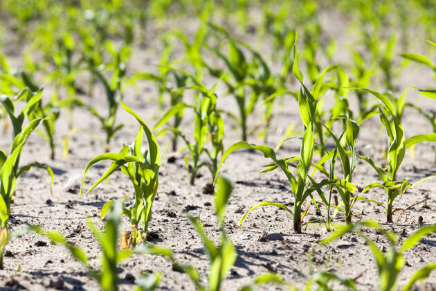 气候与种植甜玉米有关的农业活动谷物玉米户外