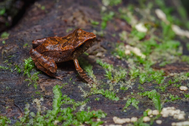 自然青蛙栖息在长满苔藓的木头上生命野生小