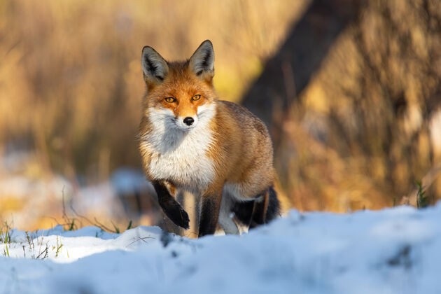 站红狐站在冬天的雪地上狐狸看观察