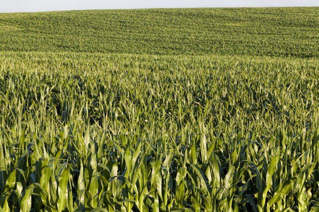 植物绿色的新鲜玉米在地里做农业食品成熟生产谷物