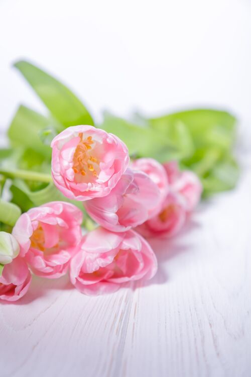 郁金香美丽的粉红色郁金香在白色的木桌上木头木板花