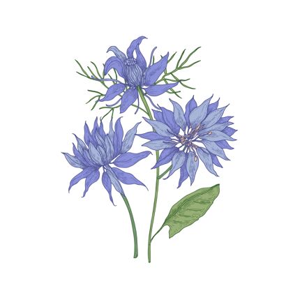 开花美丽的盛开的蓝色奈杰拉花隔离在白色背景上野花花画