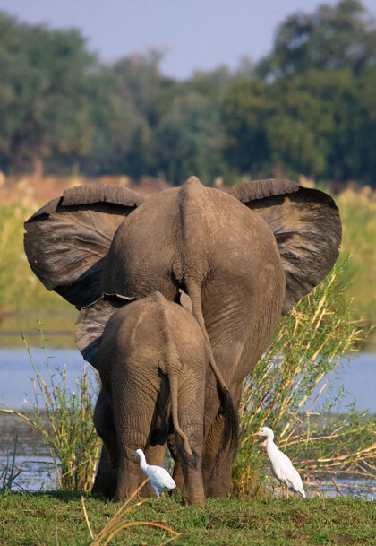 野生动物赞比西河附近的大象带着孩子动物学野生动物园非洲象
